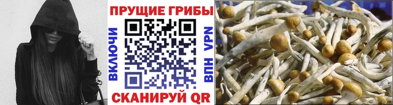 Псилоцибиновые грибы Psilocybine cubensis  даркнет сайт  Бабушкин 